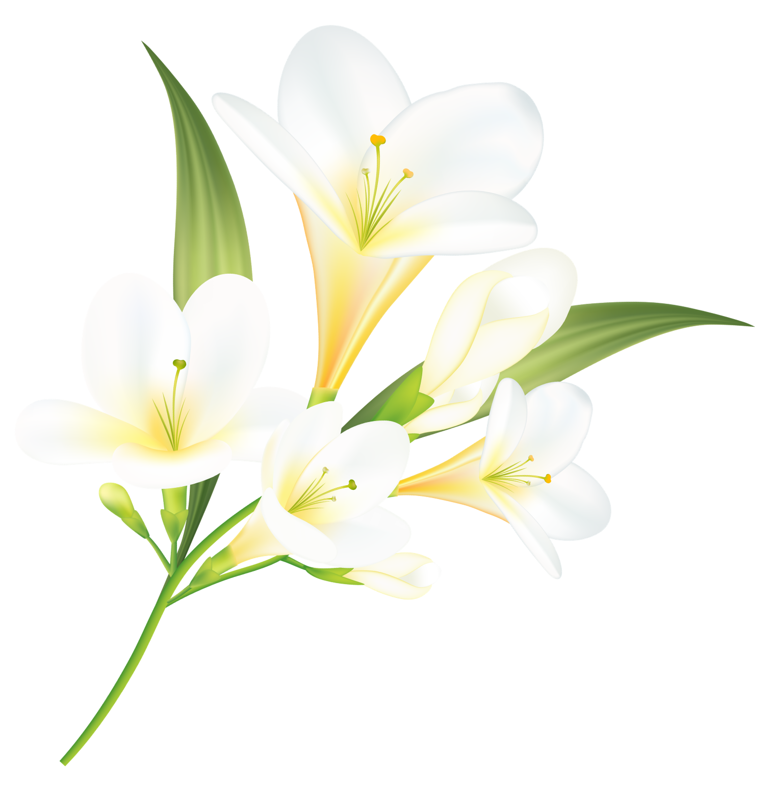 Core-elegance_top_lily
